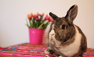 Das Wochenende steht ganz im Zeichen der Osterfeiertage. - Annika Könntgen Das Wochenende steht ganz im Zeichen der Osterfeiertage. - Annika Könntgen
