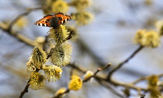 Auch die Tierwelt, wie hier der Kleine Fuchs (Aglais urticae), wird bei Sonne wieder aktiver. - Thomas Warnack Auch die Tierwelt, wie hier der Kleine Fuchs (Aglais urticae), wird bei Sonne wieder aktiver. - Thomas Warnack