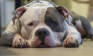 Für die Halter sogenannter "Listenhunde" soll es in Herford bald teuer werden. - Symbolbild: Pixabay Für die Halter sogenannter "Listenhunde" soll es in Herford bald teuer werden. - Symbolbild: Pixabay