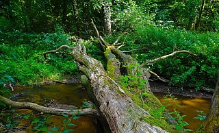 Ein Nationalpark Egge soll der Natur im Kreis Höxter mehr Raum geben - ohne dass der Mensch eingreift. - Jan Mallander/Pixabay Ein Nationalpark Egge soll der Natur im Kreis Höxter mehr Raum geben - ohne dass der Mensch eingreift. - Jan Mallander/Pixabay