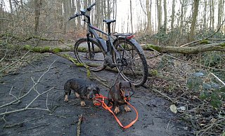 Dackel Ika und Jule kommen nicht weiter: Den Waldweg zwischen „Rauhe Kämpe“ und „Schützenstraße blockiert ein Baum. - Dirk Kreienmeier Dackel Ika und Jule kommen nicht weiter: Den Waldweg zwischen „Rauhe Kämpe“ und „Schützenstraße blockiert ein Baum. - Dirk Kreienmeier