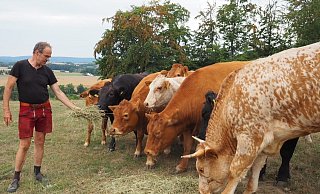 Ulf Allhoff-Cramer füttert seine Kühe auf einer kargen Weide mit Gras. Bereits jetzt muss er sein eigentlich für den Wintger gedachtes Futter angreifen. - Johanna Salentin Ulf Allhoff-Cramer füttert seine Kühe auf einer kargen Weide mit Gras. Bereits jetzt muss er sein eigentlich für den Wintger gedachtes Futter angreifen. - Johanna Salentin