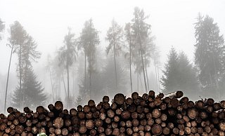 Ein gerodeter Wald, geschädigt durch Trockenheit und Borkenkäfer. - picture alliance / CHROMORANGE Ein gerodeter Wald, geschädigt durch Trockenheit und Borkenkäfer. - picture alliance / CHROMORANGE
