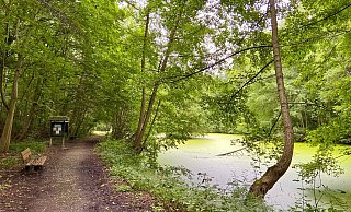 Auf dieser Bank in den Gohfelder Tannen können Spaziergänger pausieren und abkühlen. - Wencke Meckenstock Auf dieser Bank in den Gohfelder Tannen können Spaziergänger pausieren und abkühlen. - Wencke Meckenstock