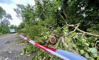 Am Tag nach dem Sturm lagen die teils entwurzelten und teils gefällten Bäume klein gesägt neben den Straßen, wie hier der Krewetstraße. - Jens Reddeker Am Tag nach dem Sturm lagen die teils entwurzelten und teils gefällten Bäume klein gesägt neben den Straßen, wie hier der Krewetstraße. - Jens Reddeker