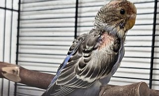 Der erkrankte Vogel hat eine neue Heimat gefunden. - Tierschutzverein Bielefeld Der erkrankte Vogel hat eine neue Heimat gefunden. - Tierschutzverein Bielefeld