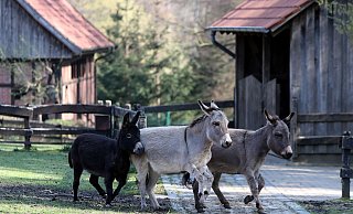 Eine extremistische Gruppe trifft sich neuerdings regelmäßig am Bielefelder Tierpark Olderdissen. - Wolfgang Rudolf Eine extremistische Gruppe trifft sich neuerdings regelmäßig am Bielefelder Tierpark Olderdissen. - Wolfgang Rudolf
