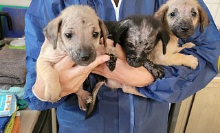 Rio (v. l.), Raja und Ruben wurde in Sennestadt in der Hitze ausgesetzt und kamen in einem erbärmlichen Zustand ins Tierheim. - Tierschutzverein Bielefeld Rio (v. l.), Raja und Ruben wurde in Sennestadt in der Hitze ausgesetzt und kamen in einem erbärmlichen Zustand ins Tierheim. - Tierschutzverein Bielefeld