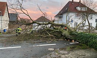 In Ostwestfalen-Lippe mussten die Einsatzkräfte zahlreiche durch die Stürme umgestürzte Bäume wegräumen, so wie hier in Herford. - Feuerwehr Herford In Ostwestfalen-Lippe mussten die Einsatzkräfte zahlreiche durch die Stürme umgestürzte Bäume wegräumen, so wie hier in Herford. - Feuerwehr Herford