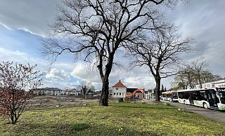 Den beiden stattlichen Bäumen soll es auch nach der Neubebauung weiterhin gut gehen. - Susanne Lahr Den beiden stattlichen Bäumen soll es auch nach der Neubebauung weiterhin gut gehen. - Susanne Lahr