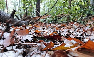 In einem Wald haben drei Kinder den Toten entdeckt. - Symbolfoto: Pixabay In einem Wald haben drei Kinder den Toten entdeckt. - Symbolfoto: Pixabay