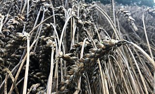 Regen und Wind machen dem Getreide auf den Feldern zu schaffen. Sowohl die Qualität als auch die Menge leiden unter dem schlechten Wetter. - Jens Müller Regen und Wind machen dem Getreide auf den Feldern zu schaffen. Sowohl die Qualität als auch die Menge leiden unter dem schlechten Wetter. - Jens Müller