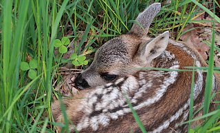 Rehkitze liegen oft tief versteckt im hohen Gras. Die Ricke kommt nur alle zwei Stunden, um sie zu säugen. - Pixabay Rehkitze liegen oft tief versteckt im hohen Gras. Die Ricke kommt nur alle zwei Stunden, um sie zu säugen. - Pixabay