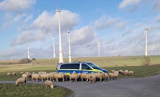 Etwa 40 Schafe belagern den Einsatzwagen der Polizei Paderborn, während versucht wird, den Schäfer zu erreichen. - Polizei Paderborn Etwa 40 Schafe belagern den Einsatzwagen der Polizei Paderborn, während versucht wird, den Schäfer zu erreichen. - Polizei Paderborn