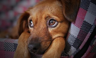 Wegen der Sommerferien war die Hundepension in Löhne ausgebucht. - Symbolbild: Pixabay Wegen der Sommerferien war die Hundepension in Löhne ausgebucht. - Symbolbild: Pixabay