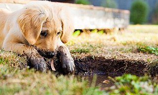 Wie fies: Die Kaufinteressenten bezahlten voller Vorfreunde, doch der versprochene niedliche Hund kam nicht. - Symbolfoto: pixabay / Creative Commons Wie fies: Die Kaufinteressenten bezahlten voller Vorfreunde, doch der versprochene niedliche Hund kam nicht. - Symbolfoto: pixabay / Creative Commons