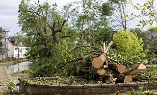 Zahlreiche Bäume im PQ stehen seit dem Tornado nicht mehr. - Archivfoto: Niklas Tüns Zahlreiche Bäume im PQ stehen seit dem Tornado nicht mehr. - Archivfoto: Niklas Tüns