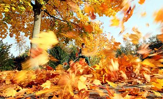 Mit den Herbstwinden kommt auf Mieter, Eigentümer und die Städte wieder Arbeit zu. Laub muss von Wegen geschafft werden. Doch wie sollte man im heimischen Garten damit umgehen? - Symbolbild: Patrick Menzel Mit den Herbstwinden kommt auf Mieter, Eigentümer und die Städte wieder Arbeit zu. Laub muss von Wegen geschafft werden. Doch wie sollte man im heimischen Garten damit umgehen? - Symbolbild: Patrick Menzel