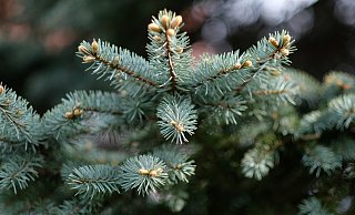 Anstatt ihn nach den Feiertagen zu entsorgen, kann man den Tannenbaum noch weiterverwenden. - Pixabay (Symbolbild) Anstatt ihn nach den Feiertagen zu entsorgen, kann man den Tannenbaum noch weiterverwenden. - Pixabay (Symbolbild)