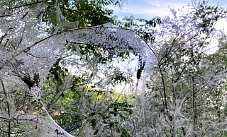 Merkwürdiges Gespinst am Ostwestfalendamm. - Wiebke Wellnitz Merkwürdiges Gespinst am Ostwestfalendamm. - Wiebke Wellnitz