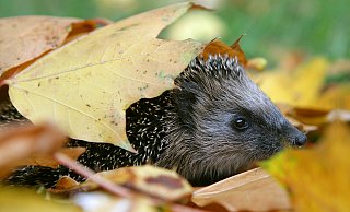 Für die einen ist es Gartenabfall, für die anderen ein kuscheliges Zuhause: Igel mögen besonders Laubhaufen und herumliegende Äste. - Patrick Pleul Für die einen ist es Gartenabfall, für die anderen ein kuscheliges Zuhause: Igel mögen besonders Laubhaufen und herumliegende Äste. - Patrick Pleul