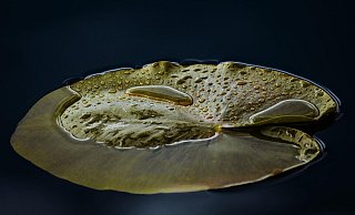 Sowohl das Wasser als auch der Sauerstoffgehalt im Wasser sinkt durch die Hitze. Das hat Folgen. - (Symbolbild): Pixabay Sowohl das Wasser als auch der Sauerstoffgehalt im Wasser sinkt durch die Hitze. Das hat Folgen. - (Symbolbild): Pixabay