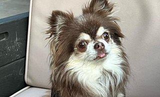Der Chihuahua Sammy hatte in Paderborn Giftköder gefressen. Jetzt ist er gestorben. - privat Der Chihuahua Sammy hatte in Paderborn Giftköder gefressen. Jetzt ist er gestorben. - privat
