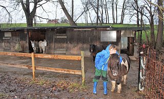 Zwei Esel und zwei Ponys befinden sich auf den Hof Schürstedt. Maxi Schürstedt (11) hält sich am liebsten bei ihnen auf. - Anastasia von Fugler Zwei Esel und zwei Ponys befinden sich auf den Hof Schürstedt. Maxi Schürstedt (11) hält sich am liebsten bei ihnen auf. - Anastasia von Fugler