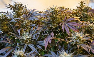 Die Polizei entdeckte bei der Durchsuchung 21 Cannabispflanzen bei dem Höxteraner. - (Symbolbild) Pixabay Die Polizei entdeckte bei der Durchsuchung 21 Cannabispflanzen bei dem Höxteraner. - (Symbolbild) Pixabay