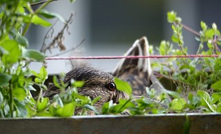 Aufmerksam beäugt das Weibchen seine Umgebung. Nicht stören solle man die brütenden Tiere, rät der Deutsche Tierschutzbund. - Privat Aufmerksam beäugt das Weibchen seine Umgebung. Nicht stören solle man die brütenden Tiere, rät der Deutsche Tierschutzbund. - Privat