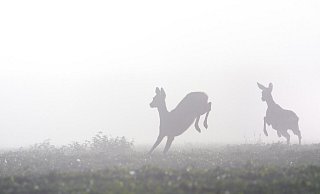 Feuerwerk in der Silvesternacht versetzt Wildtiere in Panik. - picture alliance / imageBROKER Feuerwerk in der Silvesternacht versetzt Wildtiere in Panik. - picture alliance / imageBROKER