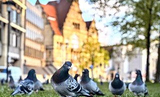Tauben vor dem Bielefelder Rathaus: Aktuell werden sie dort noch regelmäßig von Freiwilligen des Tierschutzvereins gefüttert. - Eike J. Horstmann Tauben vor dem Bielefelder Rathaus: Aktuell werden sie dort noch regelmäßig von Freiwilligen des Tierschutzvereins gefüttert. - Eike J. Horstmann