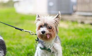 Eine Hundeleine wie auf diesem Symbolfoto versperrte einem Radler den Weg, er stürzte. Nun muss sich die Hundehalterin vor Gericht wegen fahrlässiger Körperverletzung verantworten. - Talal Hakim, Pexels Eine Hundeleine wie auf diesem Symbolfoto versperrte einem Radler den Weg, er stürzte. Nun muss sich die Hundehalterin vor Gericht wegen fahrlässiger Körperverletzung verantworten. - Talal Hakim, Pexels