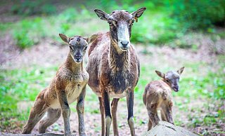 Die Mufflons sind im Tierpark Olderdissen ein echtes Highlight. - Sarah Jonek Die Mufflons sind im Tierpark Olderdissen ein echtes Highlight. - Sarah Jonek