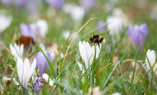 Eine Hummel sammelt Pollen. - Christian Modla Eine Hummel sammelt Pollen. - Christian Modla