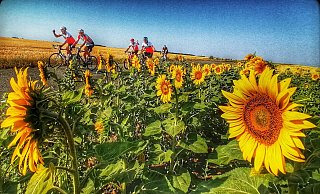 Auf ihrer Fahrt durch Frankreich kamen die Radsportler vom RMC Schloß Neuhaus auch an schier endlosen Sonnenblumenfeldern vorbei. - Bernhard Dirkschnieder Auf ihrer Fahrt durch Frankreich kamen die Radsportler vom RMC Schloß Neuhaus auch an schier endlosen Sonnenblumenfeldern vorbei. - Bernhard Dirkschnieder