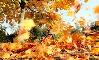 Schön, aber auch lästig: Mit den Herbstwinden fällt wieder reichlich Laub an. - Patrick Menzel Schön, aber auch lästig: Mit den Herbstwinden fällt wieder reichlich Laub an. - Patrick Menzel