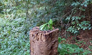 Wie auf dem Präsentierteller liegt der gefüllte Hundekotbeutel auf einem Baumstamm im Bielefelder Wald. - privat Wie auf dem Präsentierteller liegt der gefüllte Hundekotbeutel auf einem Baumstamm im Bielefelder Wald. - privat