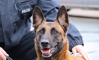 Ein Diensthund der Polizei war bei der Hausdurchsuchung im Einsatz. - Polizei Höxter Ein Diensthund der Polizei war bei der Hausdurchsuchung im Einsatz. - Polizei Höxter