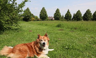Der Elo-Hündin Jussi scheint die Fläche, die Hundewiese werden könnte, zu gefallen. - Frank-Michael Kiel-Steinkamp Der Elo-Hündin Jussi scheint die Fläche, die Hundewiese werden könnte, zu gefallen. - Frank-Michael Kiel-Steinkamp