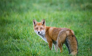 Ein schöner Räuber ist der Fuchs, aber auch einer, der dank des Menschen überall Nahrung findet. - Patrick Pleul Ein schöner Räuber ist der Fuchs, aber auch einer, der dank des Menschen überall Nahrung findet. - Patrick Pleul