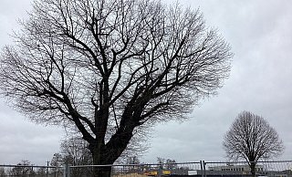 Die Sumpfeiche ist laut neuem Gutachten doch standsicher. - Ludger Osterkamp Die Sumpfeiche ist laut neuem Gutachten doch standsicher. - Ludger Osterkamp