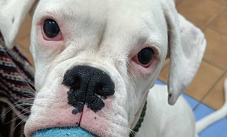 Polly will doch nur spielen. - Privat Polly will doch nur spielen. - Privat