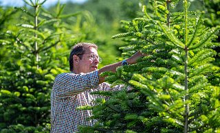 Forstunternehmer Eberhard Hennecke arbeitet an Tannen auf seiner Plantage im Sauerland. Gut ein halbes Jahr vor Weihnachten blicken die Baumerzeuger optimistisch auf das kommende Fest. - Markus Klümper Forstunternehmer Eberhard Hennecke arbeitet an Tannen auf seiner Plantage im Sauerland. Gut ein halbes Jahr vor Weihnachten blicken die Baumerzeuger optimistisch auf das kommende Fest. - Markus Klümper