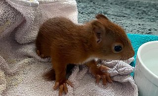 Das kleine Eichhörnchen hat bei einer Polizistin Schutz gesucht. - Polizei Höxter Das kleine Eichhörnchen hat bei einer Polizistin Schutz gesucht. - Polizei Höxter