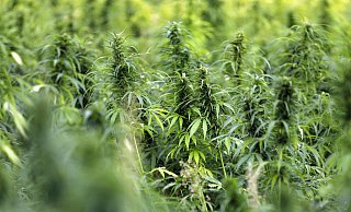 Eine Cannabis-Plantage, wie sie den jetzt Verurteilten vorschwebte. - picture alliance / Geisler-Fotopress Eine Cannabis-Plantage, wie sie den jetzt Verurteilten vorschwebte. - picture alliance / Geisler-Fotopress