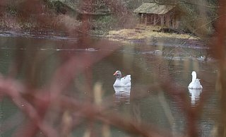 Zumindest die Enten und Gänse fühlen sich auf dem Teich am Flachssiek wohl. Insgesamt aber gilt das Gewässer als "Lebensraum von geringer Bedeutung". - Jörg Stuke Zumindest die Enten und Gänse fühlen sich auf dem Teich am Flachssiek wohl. Insgesamt aber gilt das Gewässer als "Lebensraum von geringer Bedeutung". - Jörg Stuke