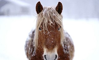 Ein Pferd geht im Bielefelder Süden samt Schlitten durch und hält die Einsatzkräfte am 2. Dezember in Atem. - makieni777/Pixabay Ein Pferd geht im Bielefelder Süden samt Schlitten durch und hält die Einsatzkräfte am 2. Dezember in Atem. - makieni777/Pixabay