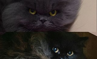 Völlig verängstigt: Die beiden Katzen stammen aus einem Animal-Hoarding-Haushalt. - Tierschutzverein Bielefeld Völlig verängstigt: Die beiden Katzen stammen aus einem Animal-Hoarding-Haushalt. - Tierschutzverein Bielefeld