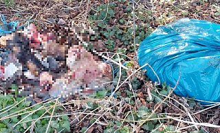 Diese Schlachtabfälle, vermutlich von einer Ziege, entdeckte die Joggerin an der Kreisbahnstraße in Lübbecke. - Kathrin Böhning Diese Schlachtabfälle, vermutlich von einer Ziege, entdeckte die Joggerin an der Kreisbahnstraße in Lübbecke. - Kathrin Böhning